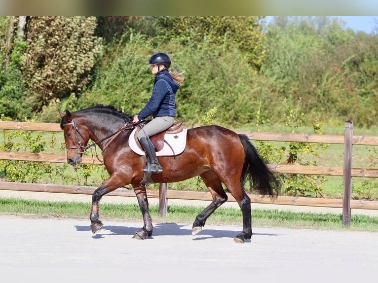 Connemara Jument 5 Ans 146 cm Bai in Bogaarden Connemara Jument 5 Ans 146 cm Bai in Bogaarden