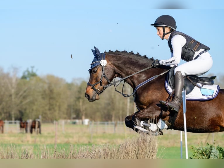 Connemara Jument 5 Ans 146 cm Bai in Stöttwang