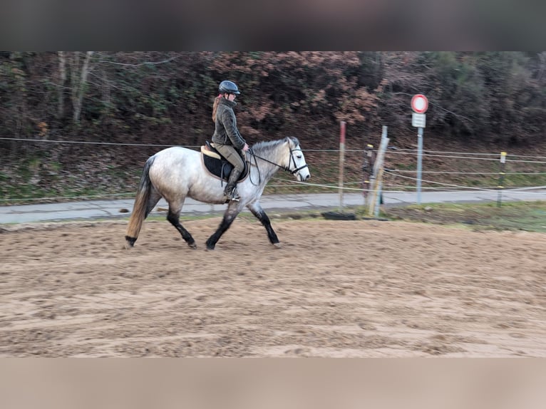 Connemara Jument 5 Ans 146 cm Gris pommelé in Morsbach