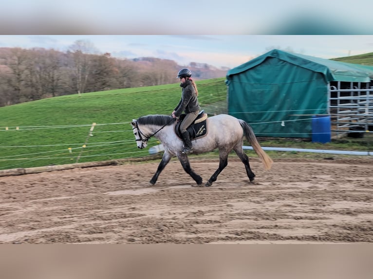 Connemara Jument 5 Ans 146 cm Gris pommelé in Morsbach