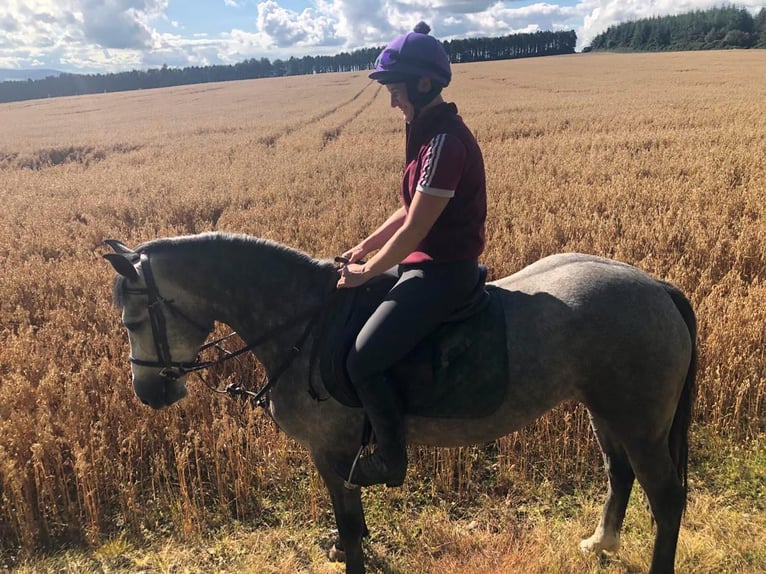 Connemara Jument 5 Ans 147 cm in Glenbrien