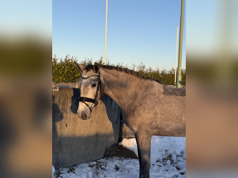 Connemara Jument 5 Ans 147 cm Gris in Utrecht