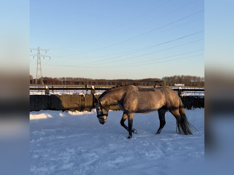 Connemara Jument 5 Ans 147 cm Gris in Utrecht