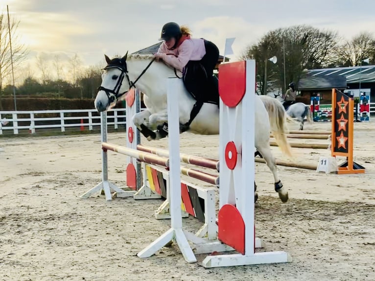 Connemara Jument 5 Ans 147 cm Gris in Mountrath