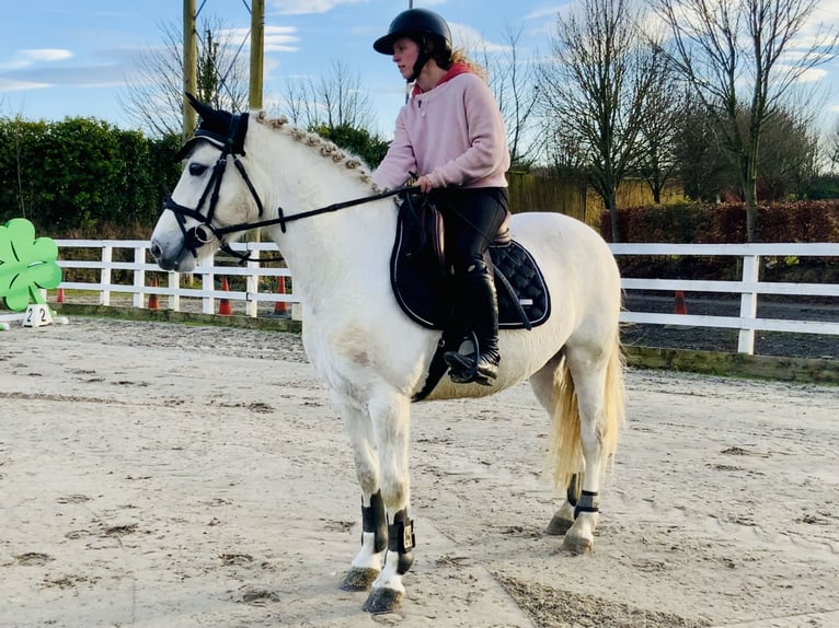 Connemara Jument 5 Ans 147 cm Gris in Mountrath