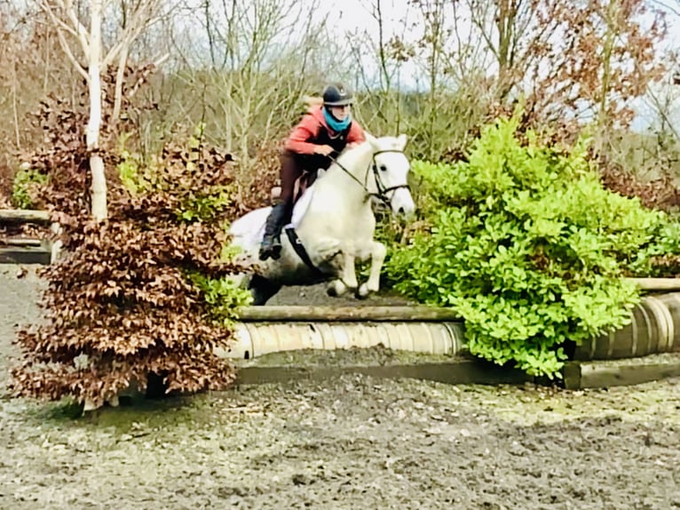 Connemara Jument 5 Ans 147 cm Gris in Mountrath