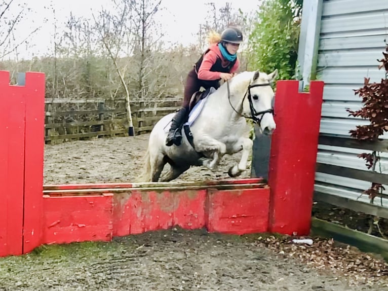 Connemara Jument 5 Ans 147 cm Gris in Mountrath