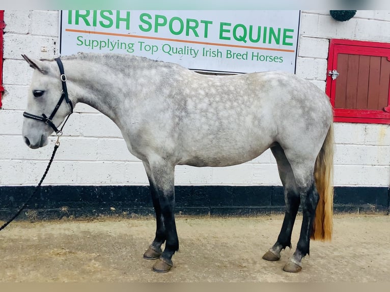 Connemara Jument 5 Ans 147 cm Gris in Mountrath