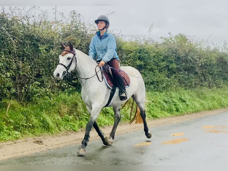 Connemara Jument 5 Ans 147 cm Gris in Mountrath
