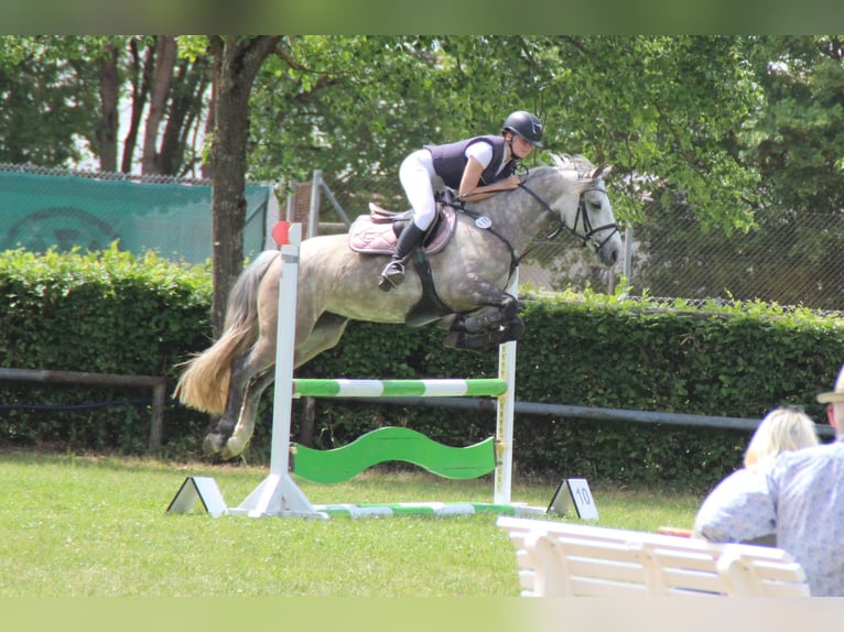 Connemara Jument 5 Ans 147 cm Gris pommelé in Dinkelsbühl