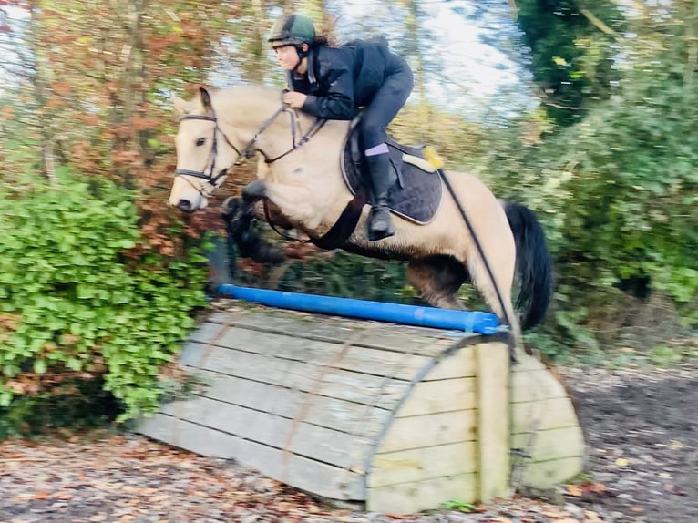 Connemara Jument 5 Ans 147 cm Isabelle in Mountrath