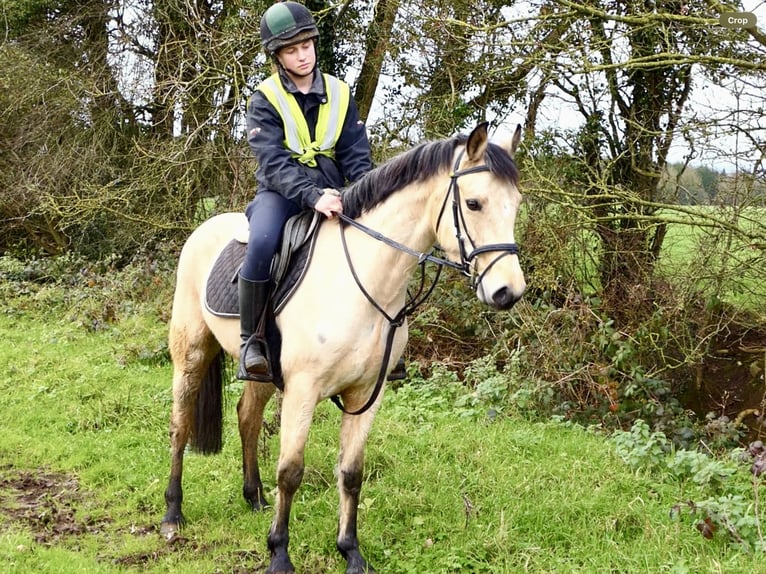 Connemara Jument 5 Ans 147 cm Isabelle in Mountrath