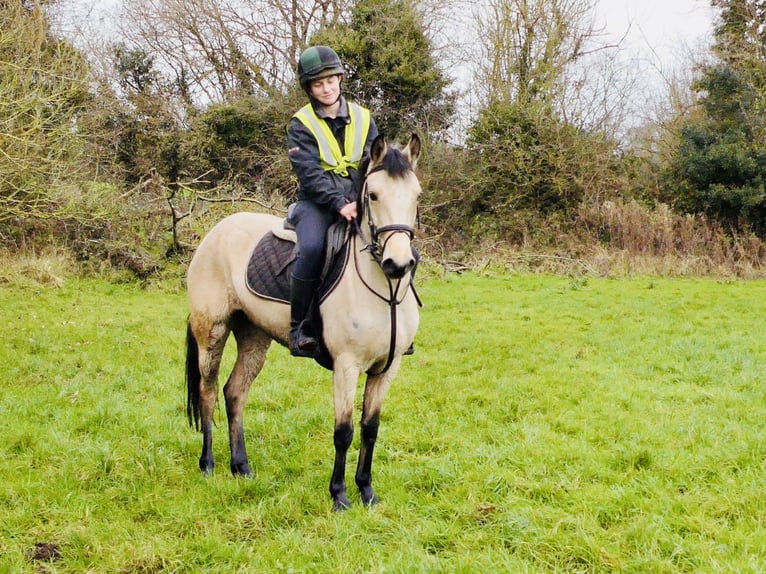 Connemara Jument 5 Ans 147 cm Isabelle in Mountrath