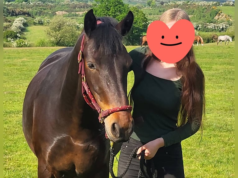 Connemara Jument 5 Ans 148 cm Bai cerise in Clare