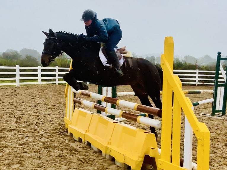 Connemara Jument 5 Ans 148 cm Bai in Mountrath