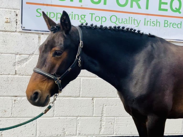 Connemara Jument 5 Ans 148 cm Bai in Mountrath