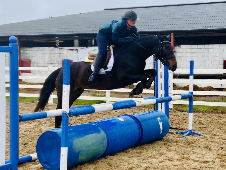 Connemara Jument 5 Ans 148 cm Bai in Mountrath