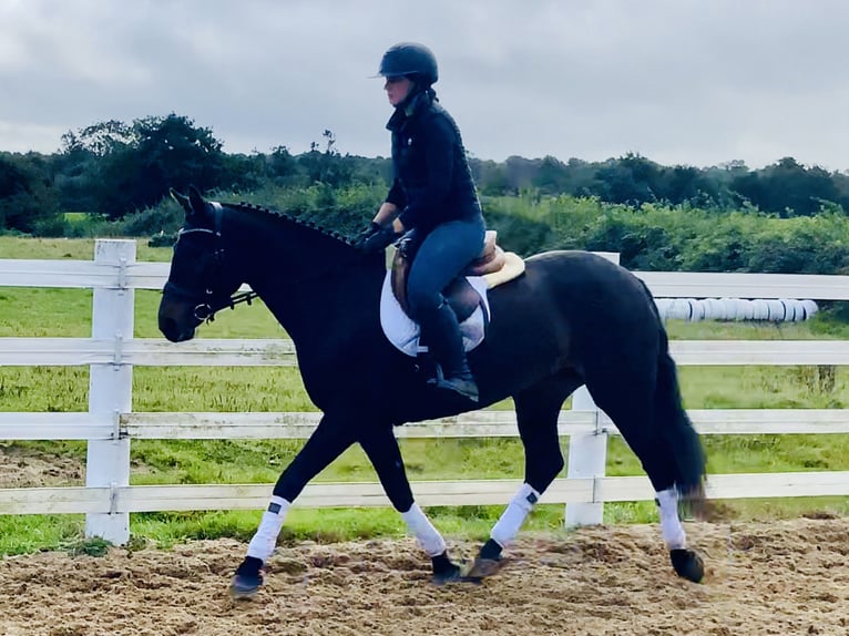 Connemara Jument 5 Ans 148 cm Bai in Mountrath