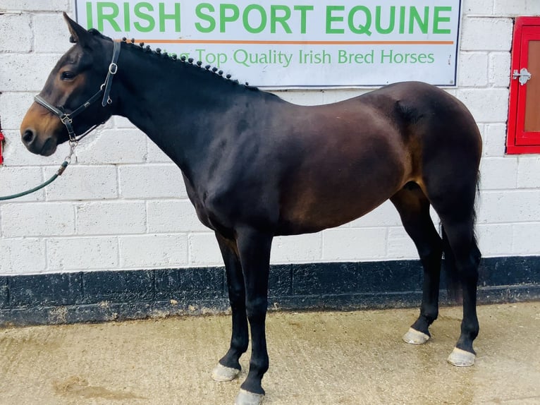 Connemara Jument 5 Ans 148 cm Bai in Mountrath