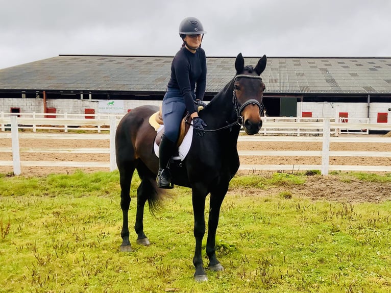 Connemara Jument 5 Ans 148 cm Bai in Mountrath