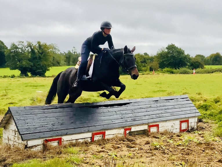 Connemara Jument 5 Ans 148 cm Bai in Mountrath