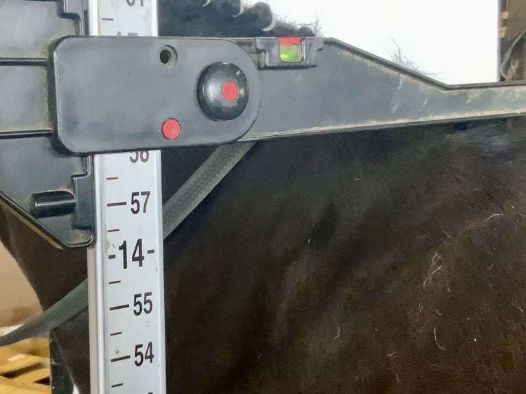 Connemara Jument 5 Ans 148 cm Bai in Mountrath