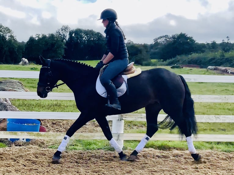 Connemara Jument 5 Ans 148 cm Bai in Mountrath