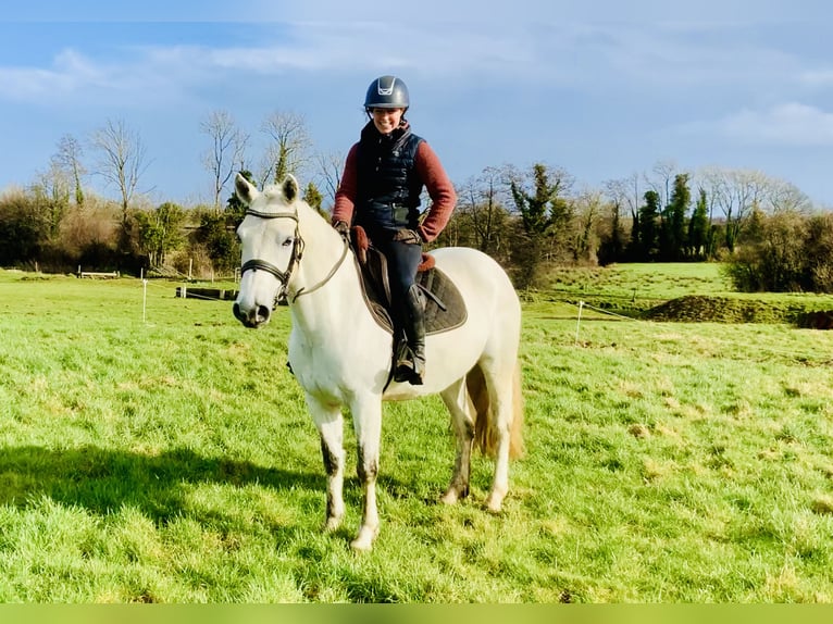 Connemara Jument 5 Ans 148 cm Gris in Mountrath