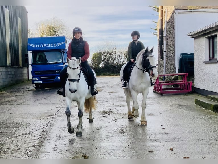 Connemara Jument 5 Ans 148 cm Gris in Mountrath