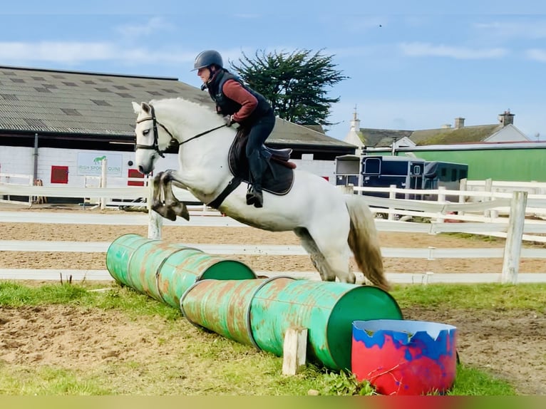 Connemara Jument 5 Ans 148 cm Gris in Mountrath