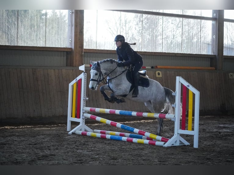 Connemara Croisé Jument 5 Ans 148 cm Gris noir in Nettersheim