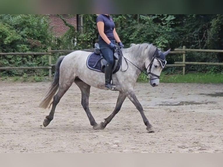 Connemara Jument 5 Ans 149 cm Gris pommelé in Nettetal