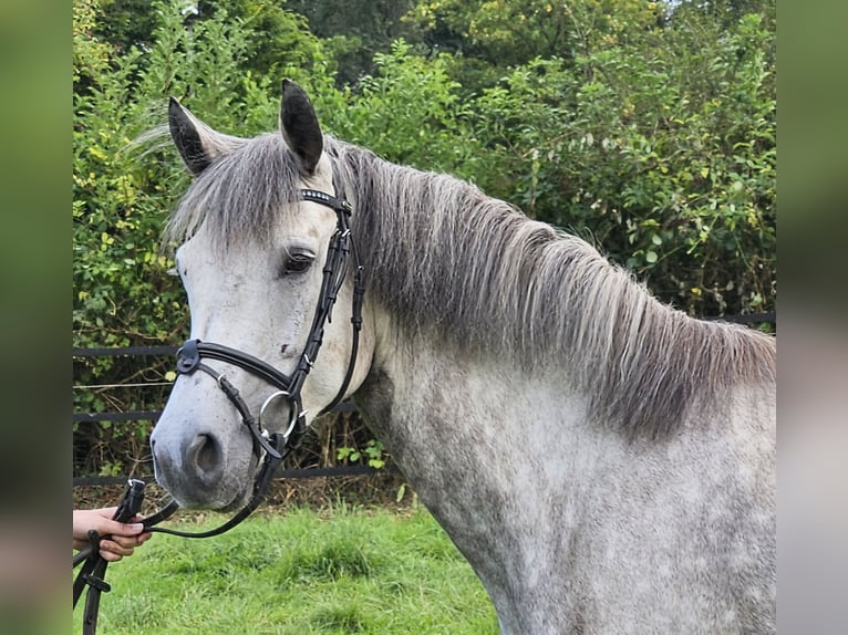 Connemara Jument 5 Ans 149 cm Gris pommelé in Nettetal