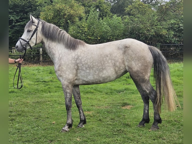 Connemara Jument 5 Ans 149 cm Gris pommelé in Nettetal