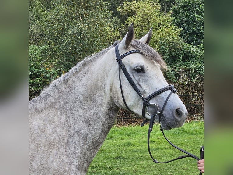 Connemara Jument 5 Ans 149 cm Gris pommelé in Nettetal