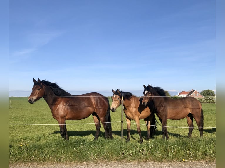 Connemara Jument 5 Ans 150 cm Bai in Hojer
