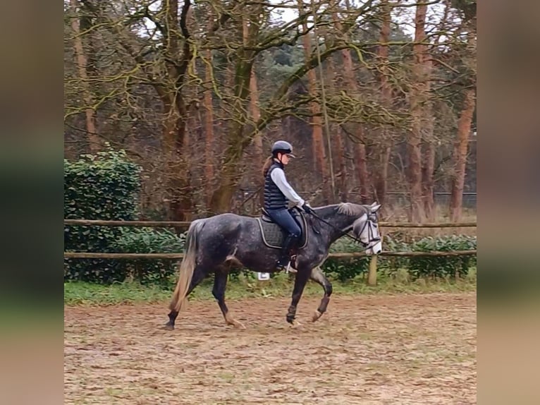 Connemara Jument 5 Ans 152 cm Gris in Venlo