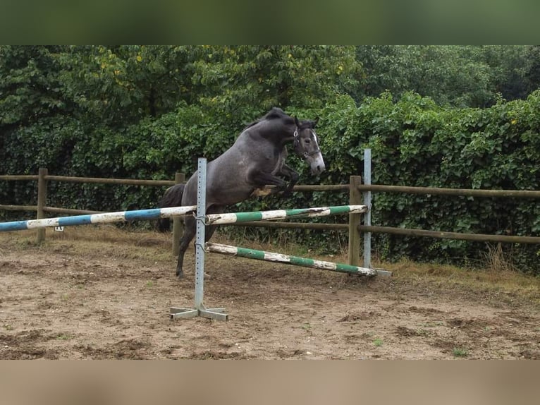 Connemara Jument 5 Ans 152 cm Gris in Venlo