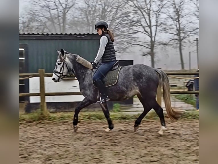 Connemara Jument 5 Ans 152 cm Gris in Venlo