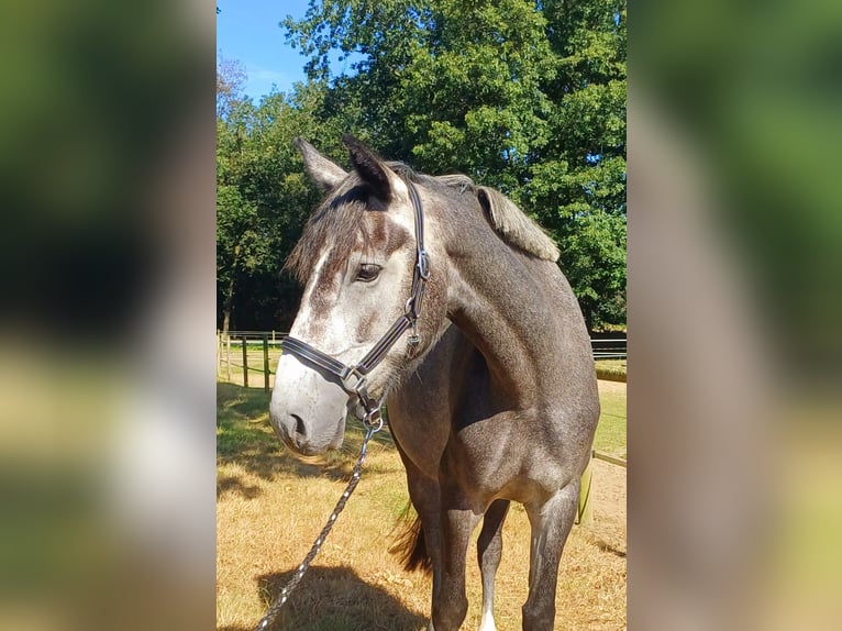 Connemara Jument 5 Ans 152 cm Gris in Venlo