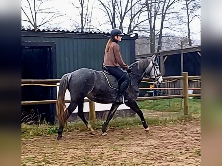 Connemara Jument 5 Ans 152 cm Gris in Venlo