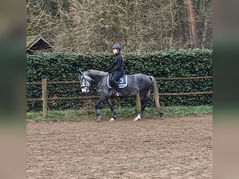 Connemara Jument 5 Ans 152 cm Gris in Venlo