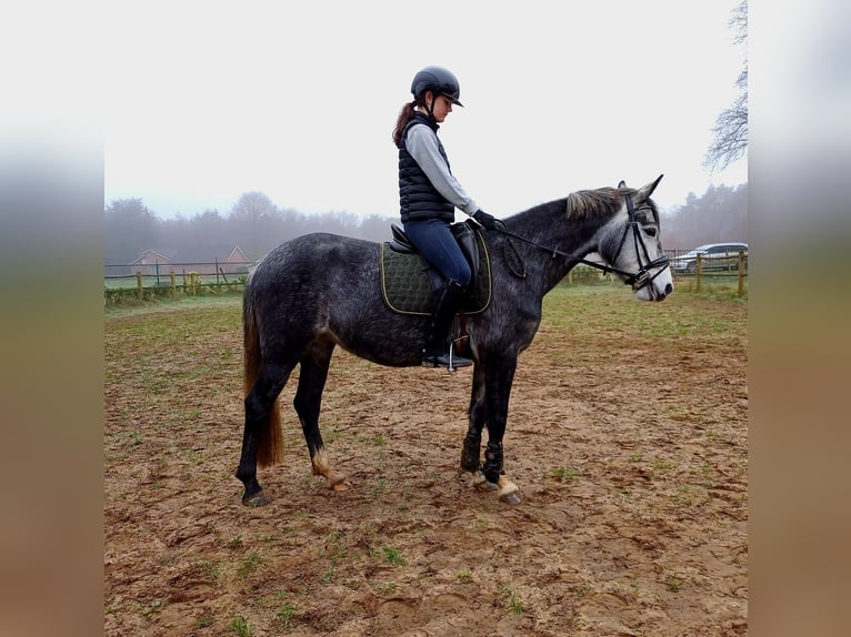 Connemara Jument 5 Ans 152 cm Gris in Venlo