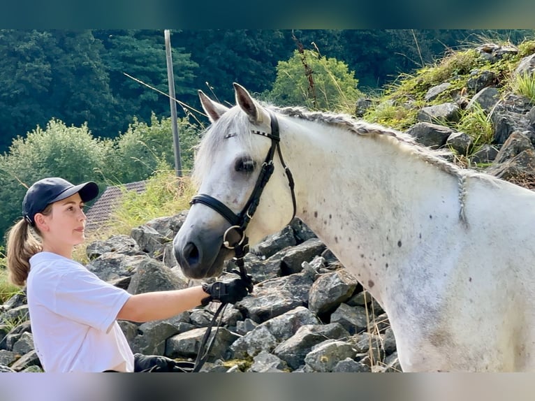 Connemara Jument 5 Ans 154 cm Rouan bleu in Lisberg