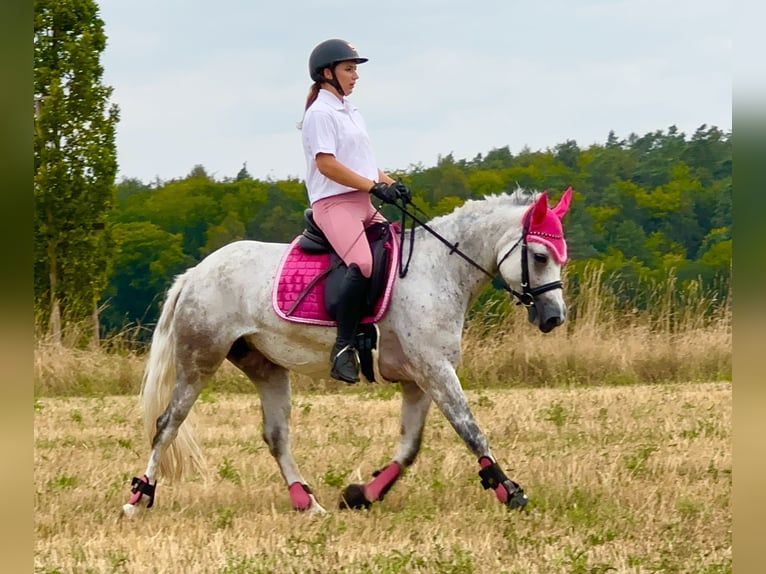 Connemara Jument 5 Ans 154 cm Rouan bleu in Lisberg