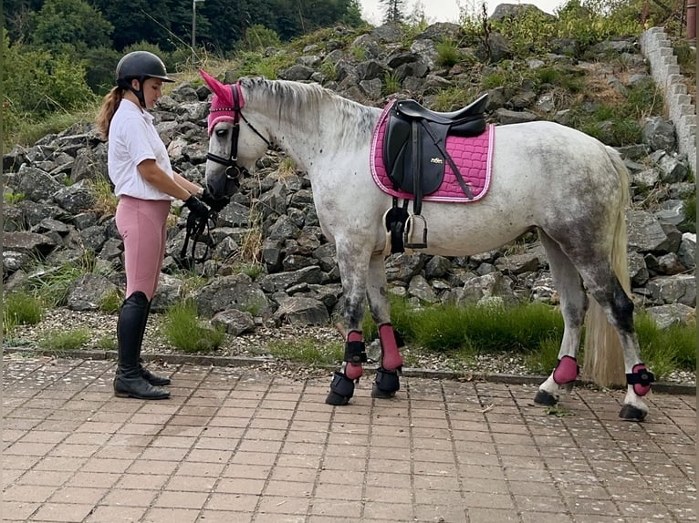 Connemara Jument 5 Ans 154 cm Rouan bleu in Lisberg