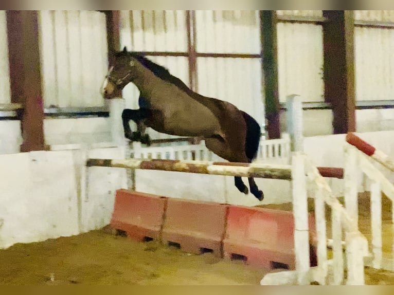 Connemara Jument 5 Ans 155 cm Bai in Mountrath