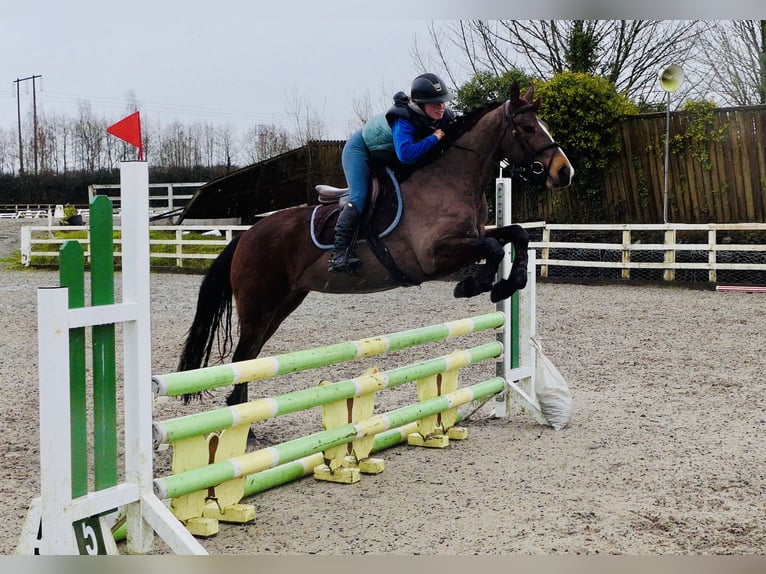 Connemara Jument 5 Ans 155 cm Bai in Mountrath