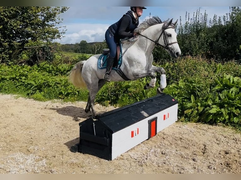 Connemara Jument 5 Ans 155 cm Blanc in Sligo