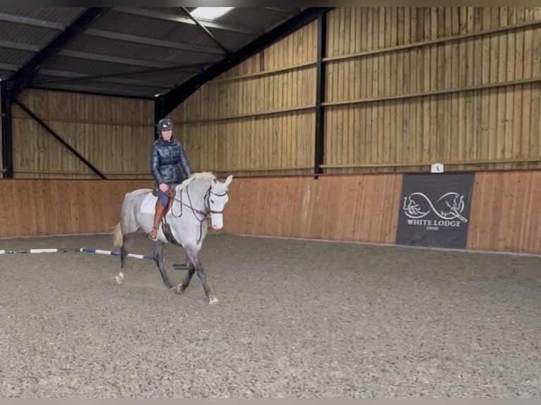 Connemara Jument 5 Ans 157 cm Gris in Essex